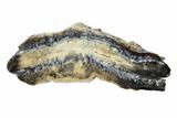 Mammoth Molar Slice With Case - South Carolina #99521-1